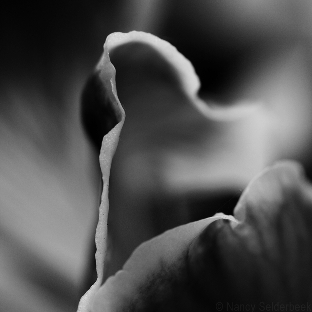 Flow. - Macro van een Franse Geranium. 

Gemaakt met een Canon 400d en een Tokina 100mm f/2.8 - foto door Anoya op 27-05-2007 - deze foto bevat: macro, natuur, canon, 400d