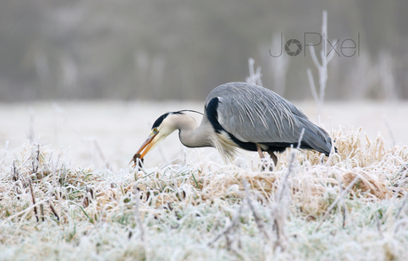 Geduldige reiger