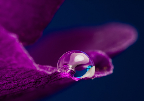 Purple Drop