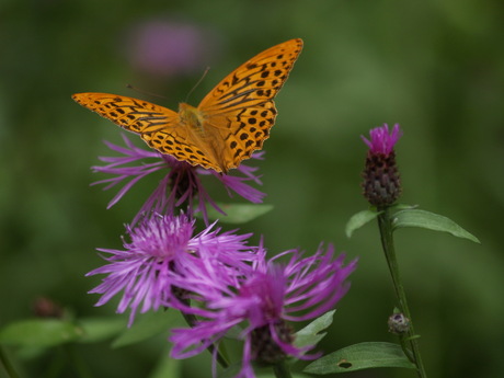 Grote parelmoervlinder