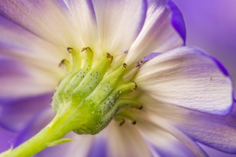 Cineraria