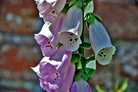 Digitalis in bloei