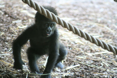 Baby Gorilla Gaia