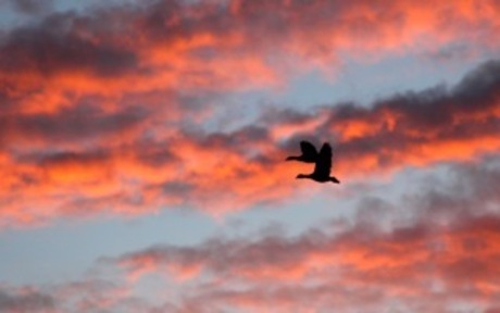 Kleurrijke lucht met ganzen