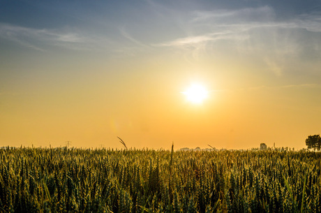 Sunset in a grain field