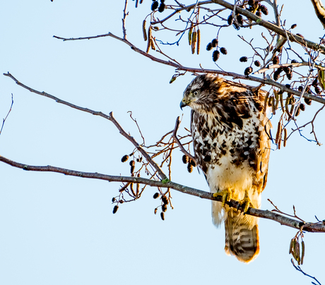 Buizerd