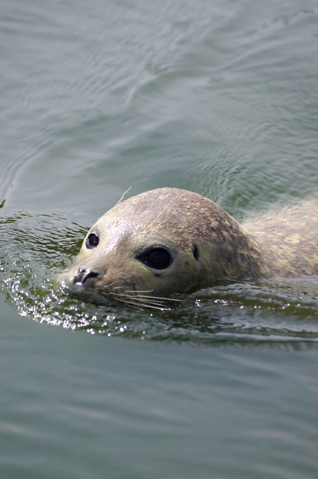 Zeehond