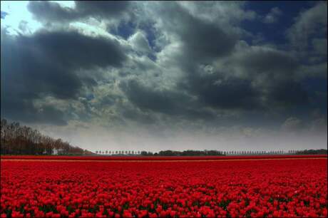 Tulpen Zon Regen