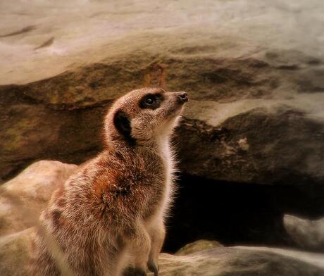 Meerkat thinks....