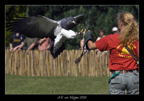 Demonstratie met arend