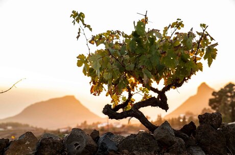 Druif op Lanzarote