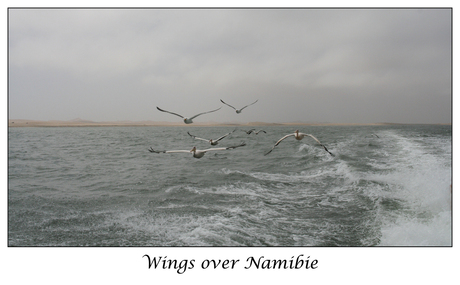wings over namibie