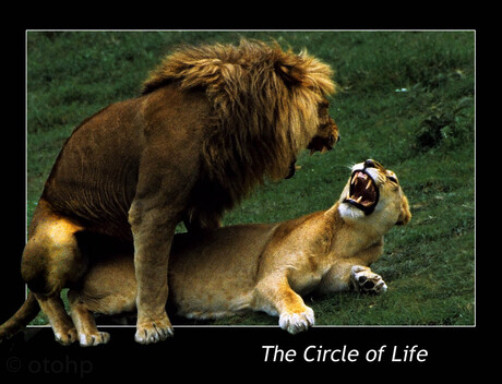 The Circle of Life