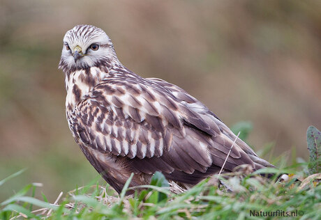 Ruigpootbuizerd