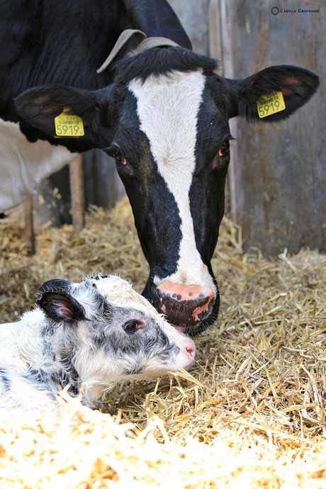 Moeder met kalf