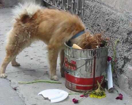 Een zwerfhond