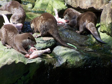 Otters