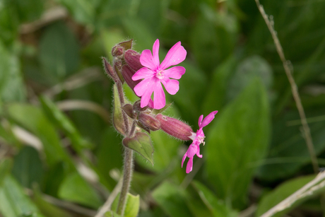 Scottish flower