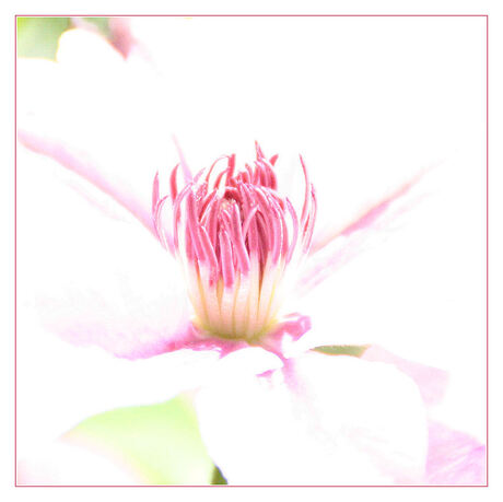 clematis