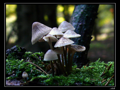 Bundelmycena