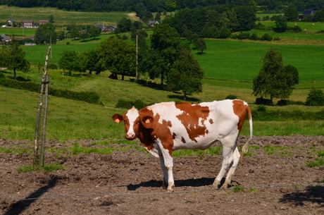 Mooie Belgische koe