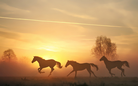 Vrije paarden race