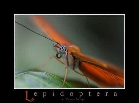 Eerste Macro Vlinder