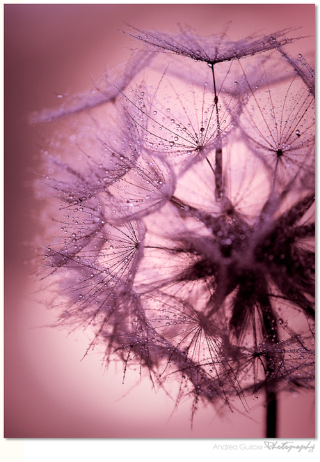 Dandy Dandelion