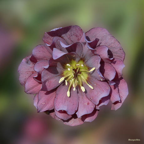 Helleborus