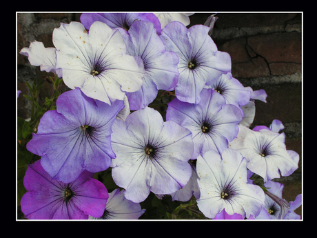 Flowers on Black