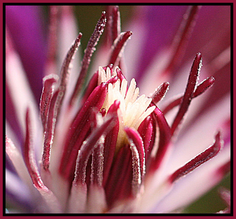 Clematis