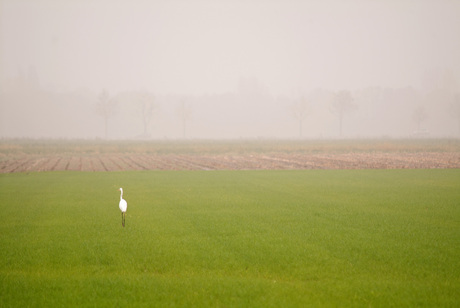 Witte reiger in een mistig landschap