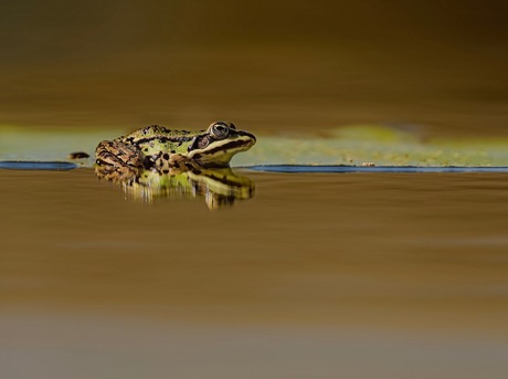 groene kikker