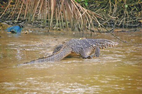 Grote varaan in Sri Lanka