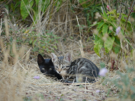 Cats in Spain