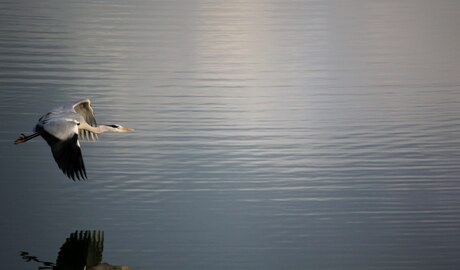 De reiger op de vlucht.