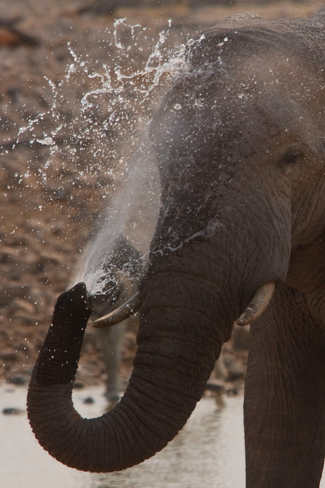 Water spuitende olifant