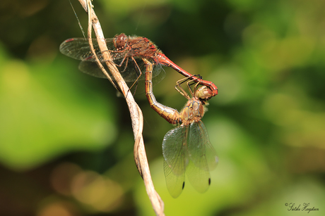 Paringswiel Heidelibel