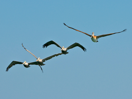 Pelikanen in vogelvlucht