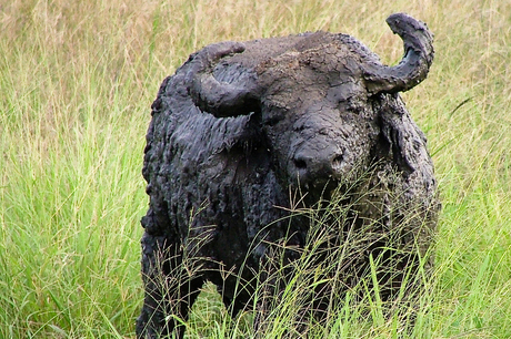 Buffel uit het modderbad