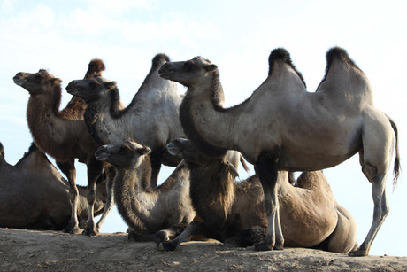 Kamelen op de rand