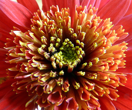 Chrysantenhart