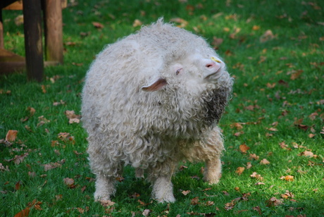 Schaap