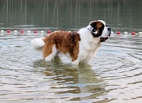 Bruno pootje baden......