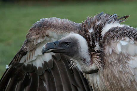 Gier droogt op na regen