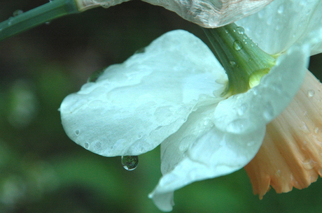 Narcis in lente regen