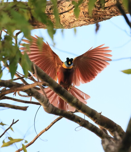 red bird of paradise