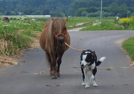 linus en sany