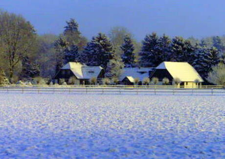 sneeuw landschap