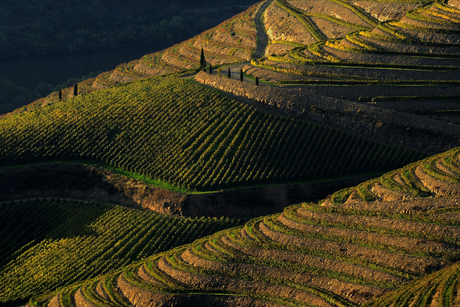 Wijngaarden aan de Douro
